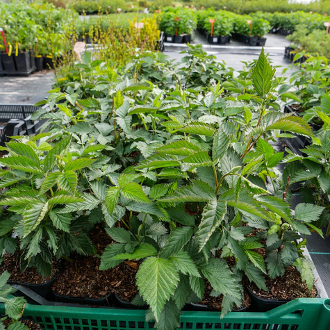 Jeżyna wielkoowocowa Relevant w doniczce