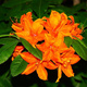 Azalia pomarańczowa Soczysta (C2)