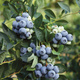 Borówka amerykańska Denise Blue średniowczesna (C2)