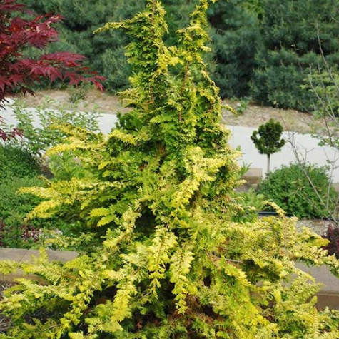 Cyprysik tępołuskowy japoński Fernspray Gold (P9)