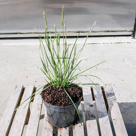 Sesleria autumnalis Sesleria jesienna (P9)