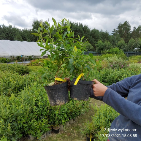 Borówka amerykańska RECORD średnio późna