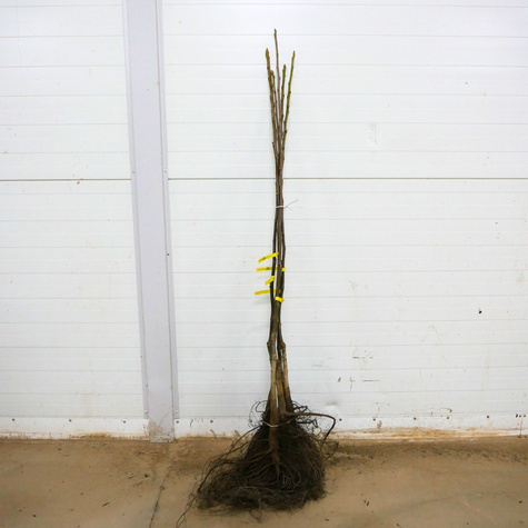 Orzech Włoski Franquette Szczepiony Plant Pack