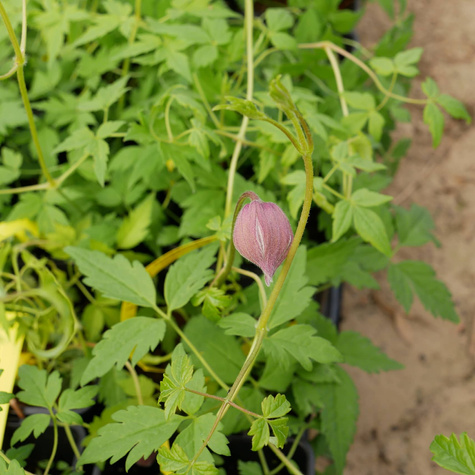 Powojnik Clematis botaniczny Markham's Pink (C2)