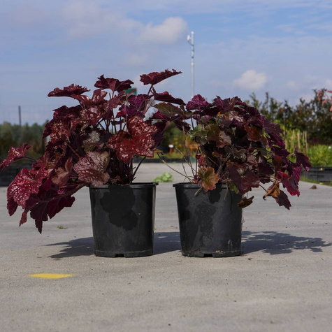 Żurawka drobnokwiatowa Palace Purple (C2)