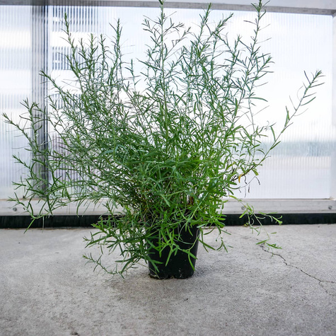 Aster wrzoslistny Aster ericoides (C2)