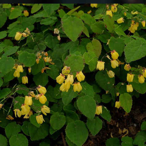 Epimedium Sunny and Share (ISU Awards 2020) (P9)