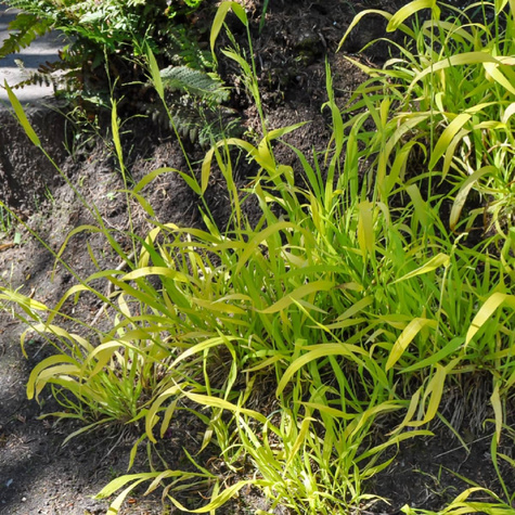 Prosownica rozpierzchła Aureum