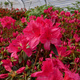 Azalia japońska Allotria
