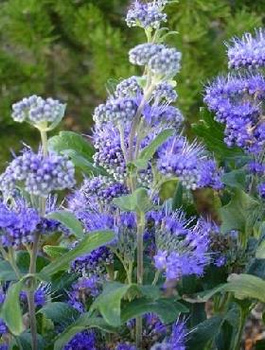 Barbula klandońska Heavenly Blue (C2)