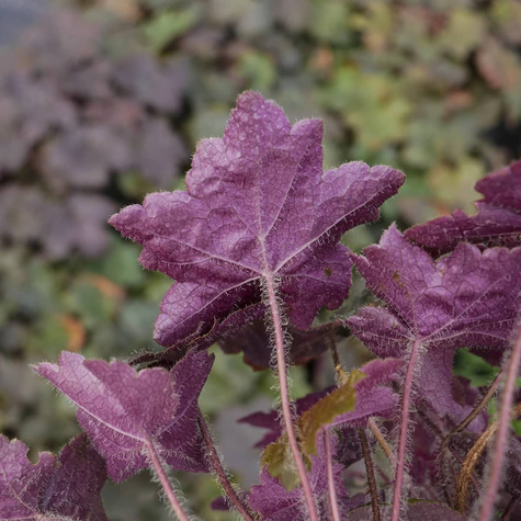 Żurawka drobnokwiatowa Palace Purple (C2)