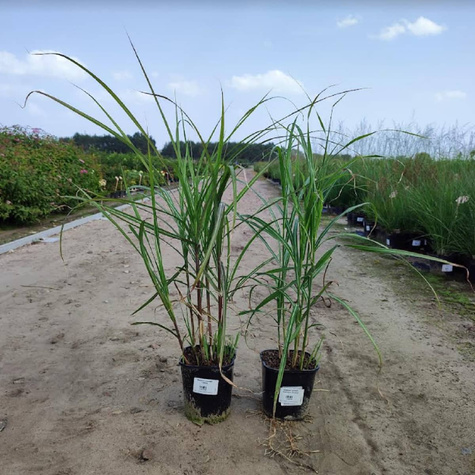 Miskant chiński Hermann Mussel (C2)