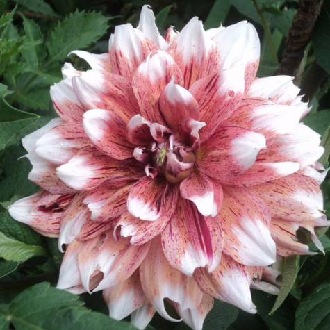 Dalia dekoracyjna Striped Duet pomarańczowo-biała
