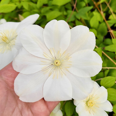Powojnik Clematis wielkokwiatowy Guernsey Cream