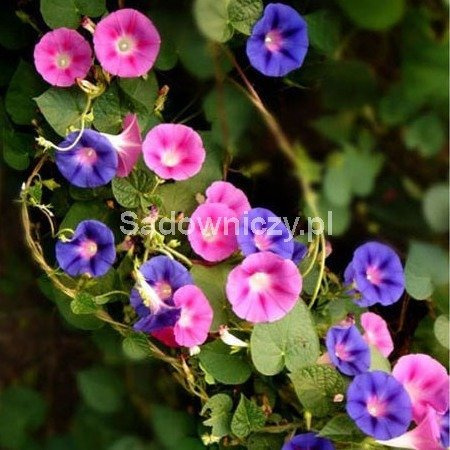 Wilec purpurowy Morning Call Mix 1g