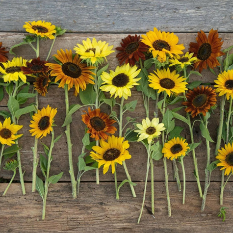 Słonecznik Ozdobny Wysoki Mieszanka Na Kwiat Cięty 1 Kg