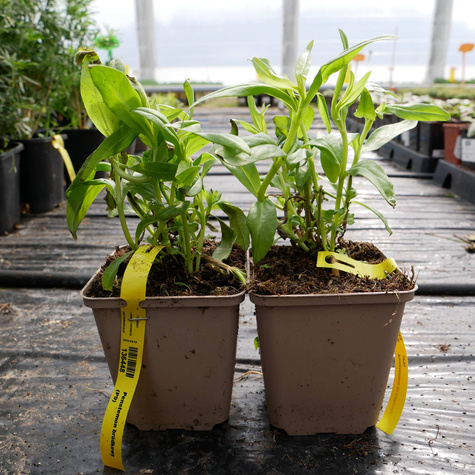 Penstemon bródkowy (C2)