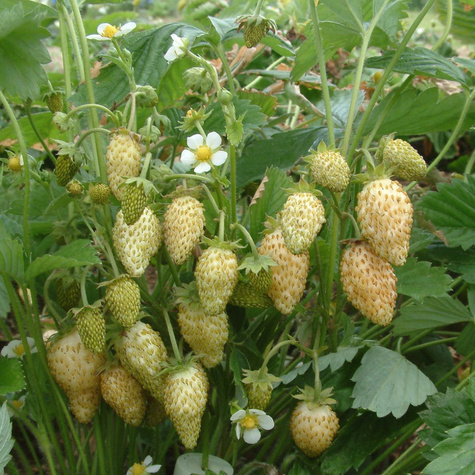 Poziomka Bezrozłogowa Yellow Wonder Duże Owoce Całe Lato (C2)