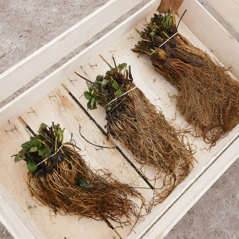 HURT Truskawki Portola powtarzająca FRIGO 600szt