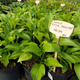 Funkia Hosta Royal Standard (C2)