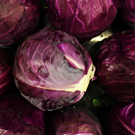 Kapusta głowiasta czerwona Langedijker Dauer 3 późna 2g