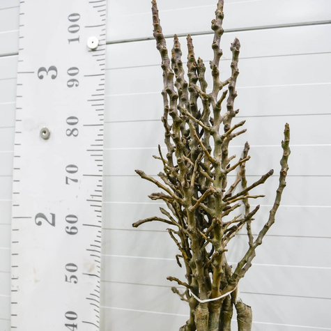 Mini Grusza karłowa karłowe Garden Pearl Plant Pack