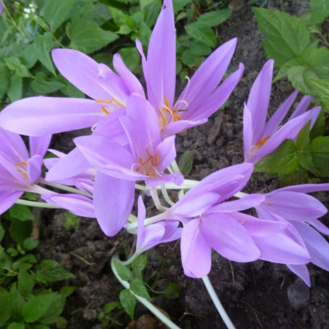 Zimowit Jesienny Lilac Wonder