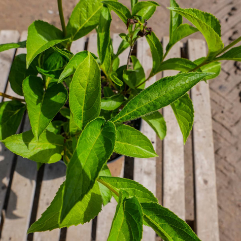 Krzewuszka Middendorfa (C2)