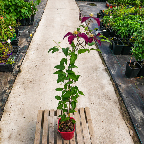 Powojnik Clematis wielkokwiatowy Niobe ciemno-czerwony (C2)