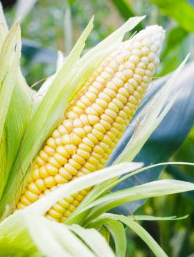 Kukurydza pękająca PŁOMYK wczesna 20g