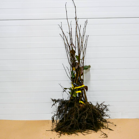 Orzech laskowy purpurowy Najozdobniejsza Leszczyna Plant Pack