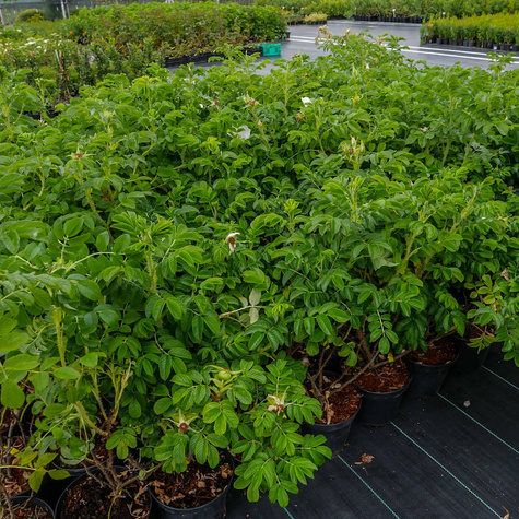 Róża pomarszczona Alba Biała (C2)