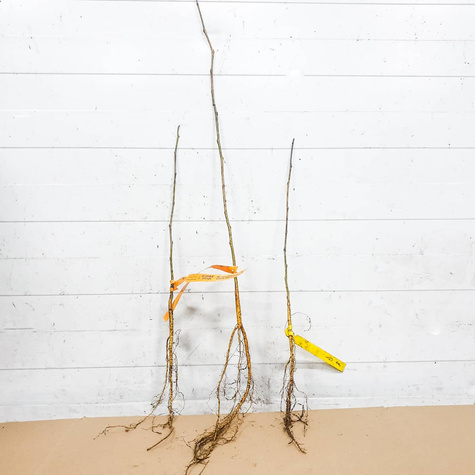 Morwa czarna Plant Pack