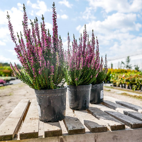 Wrzos pospolity Libra