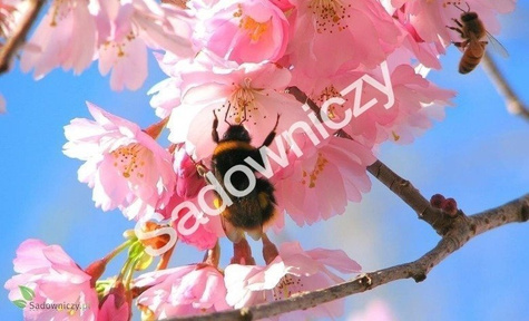 Czereśnia SAMOPŁODNA Staccato w doniczce (C2)