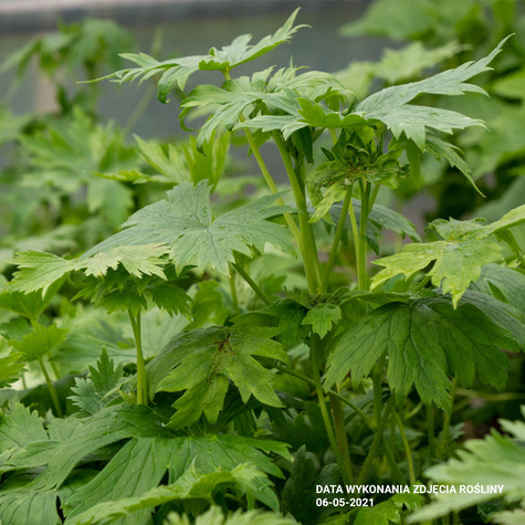 Ostróżka ogrodowa Black Knight (P9)