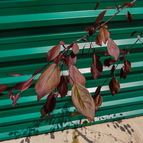 Jabłoń Ozdobna Czerwona Pendula Szczepiona Na Pniu