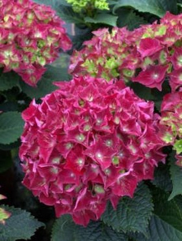 Hortensja ogrodowa Royal Red czerwone kwiaty