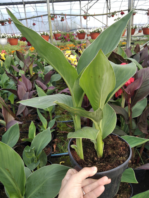 Zestaw 2 szt. Kanny Kanna żółta i różowa Paciorecznik Canna C2