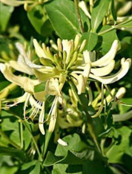 Wiciokrzew pomorski Graham Thomas (C2)