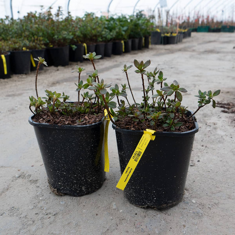 Azalia japońska Kazuko