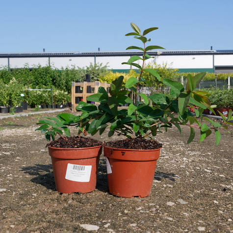 Dziurawiec Hidcote (C2)