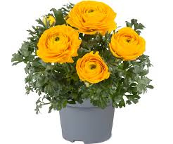 Jaskier Vortex F1 Mix