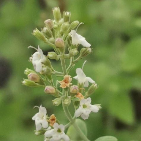 Kocimiętka Faassena Alba