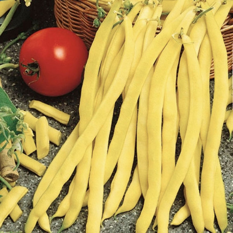 Fasola szparagowa żółtostrąkowa tyczna Goldmarie 10g