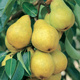 Grusza Bonkreta Williamsa Plant Pack 
