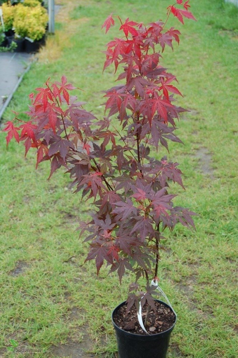 Klon palmowy czerwonolistny (C2)