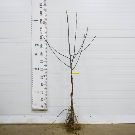 Jabłoń Rubinstar Plant Pack