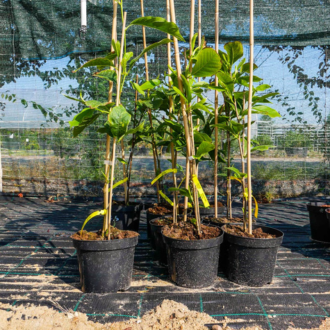 Magnolia Alba Superba (C2)