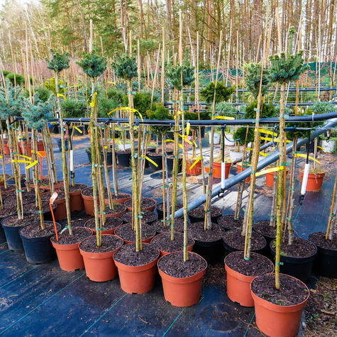 Świerk biały Cecilia szczepiony Pa80cm